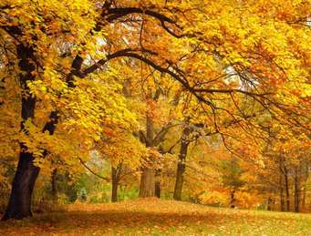Деревья Осенью Сочинение